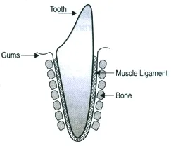 teeth-img